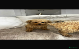 Toy Poodle dogs for sale: Toy poodles  - Image 5