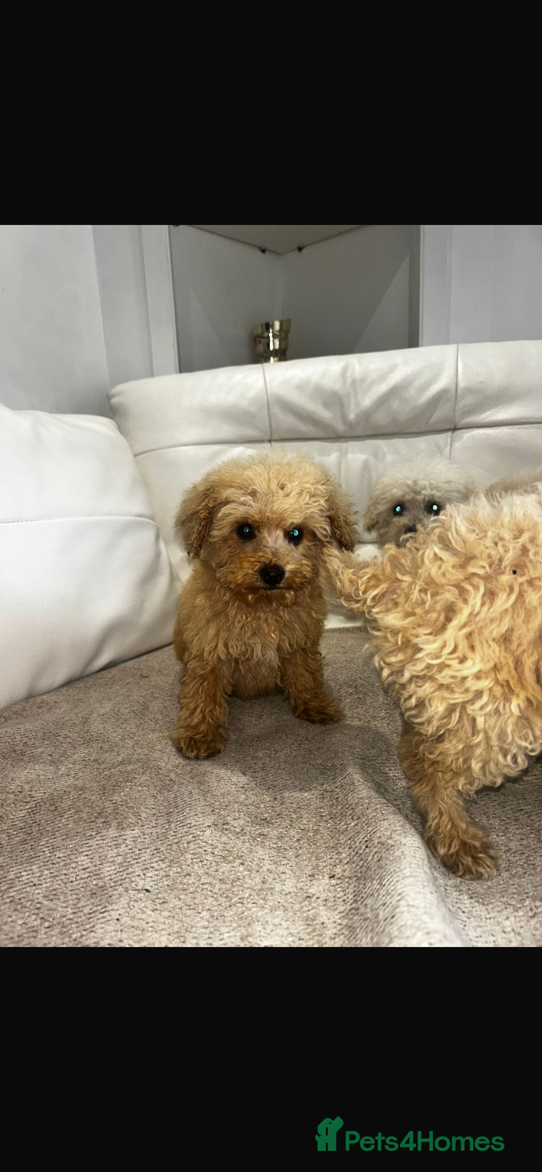 Toy Poodle dogs for sale: Toy poodles  - Image 5
