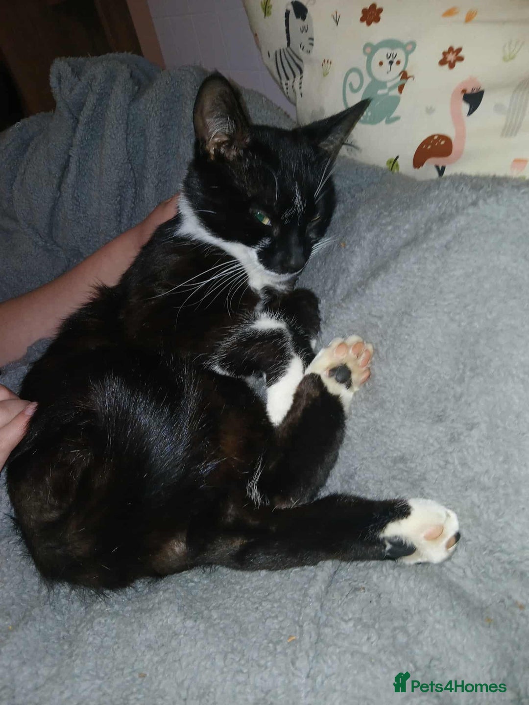 Mixed Breed cats for sale: 2 male cats free - Image 3