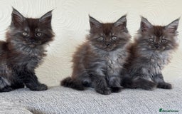 Maine Coon cats for sale: Pure Maine Coons - Image 2