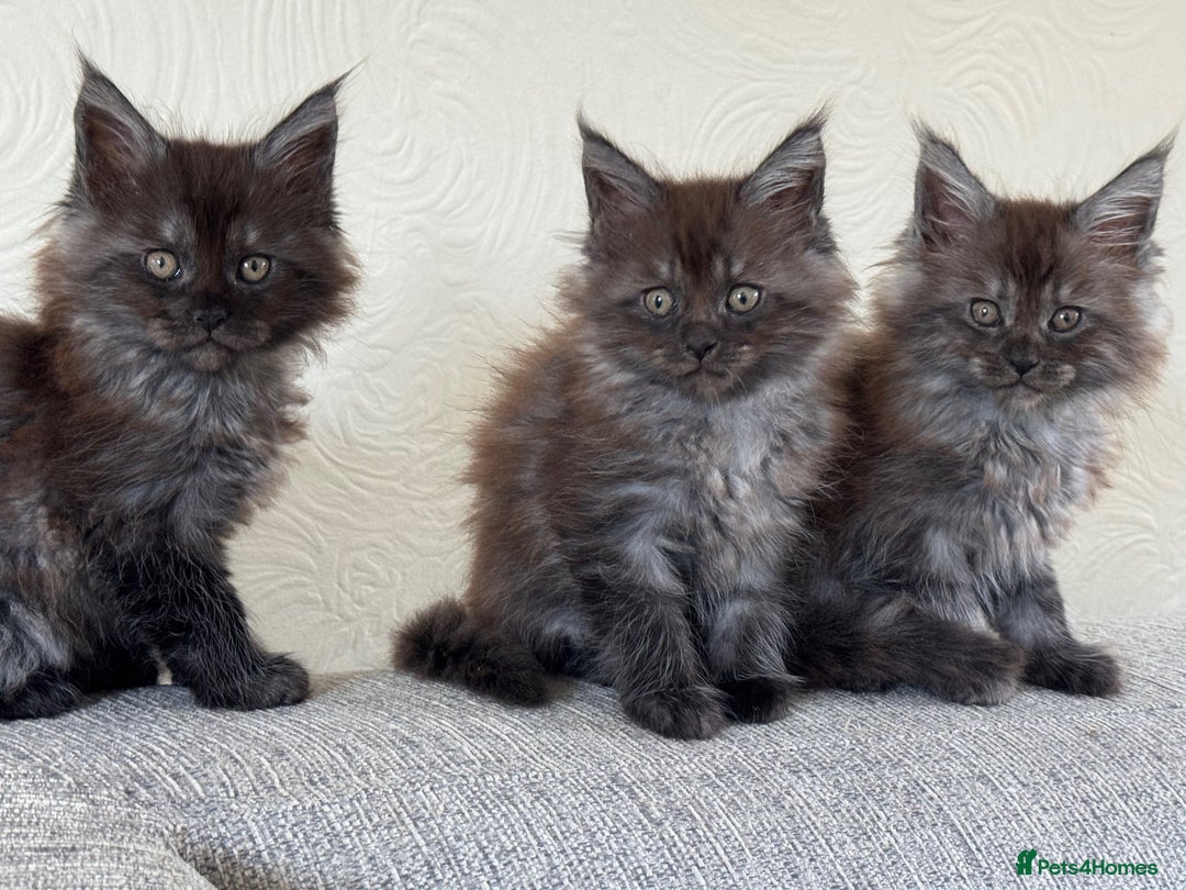 Maine Coon cats for sale: Pure Maine Coons - Image 2