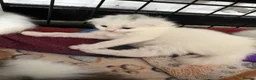Scottish Fold cats for sale: White Scottish fold long and short hair kittens  - Advert 11