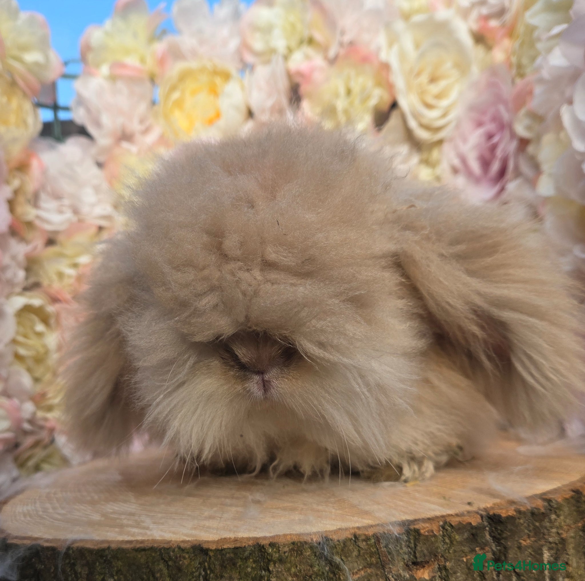 Angora rabbits for sale: Teddywidders - Advert 10