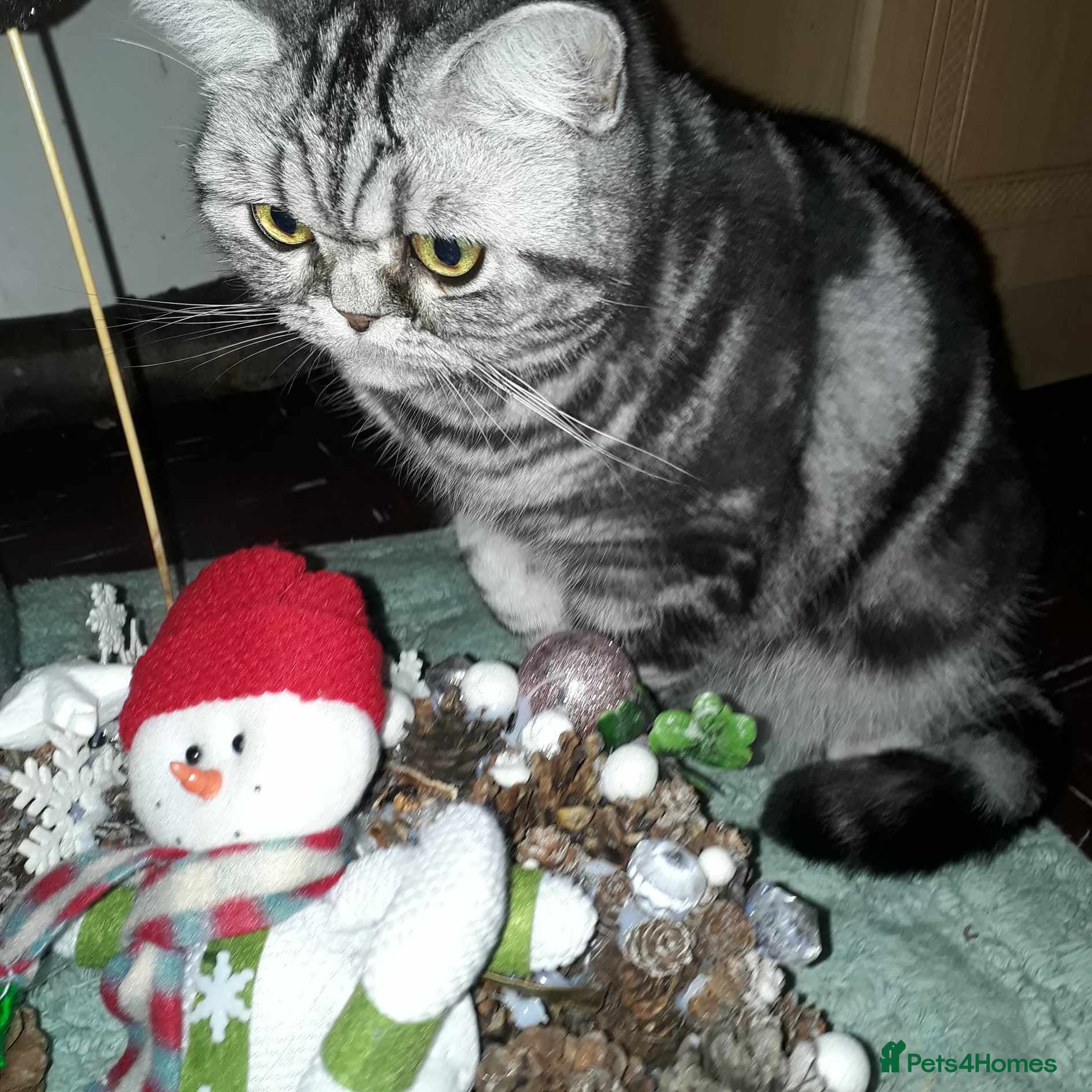 British Shorthair cats Bsh. Silver classic tabby female.GCCF. - Advert 1