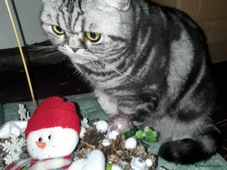 British Shorthair cats Bsh. Silver classic tabby female.GCCF. - Advert 1