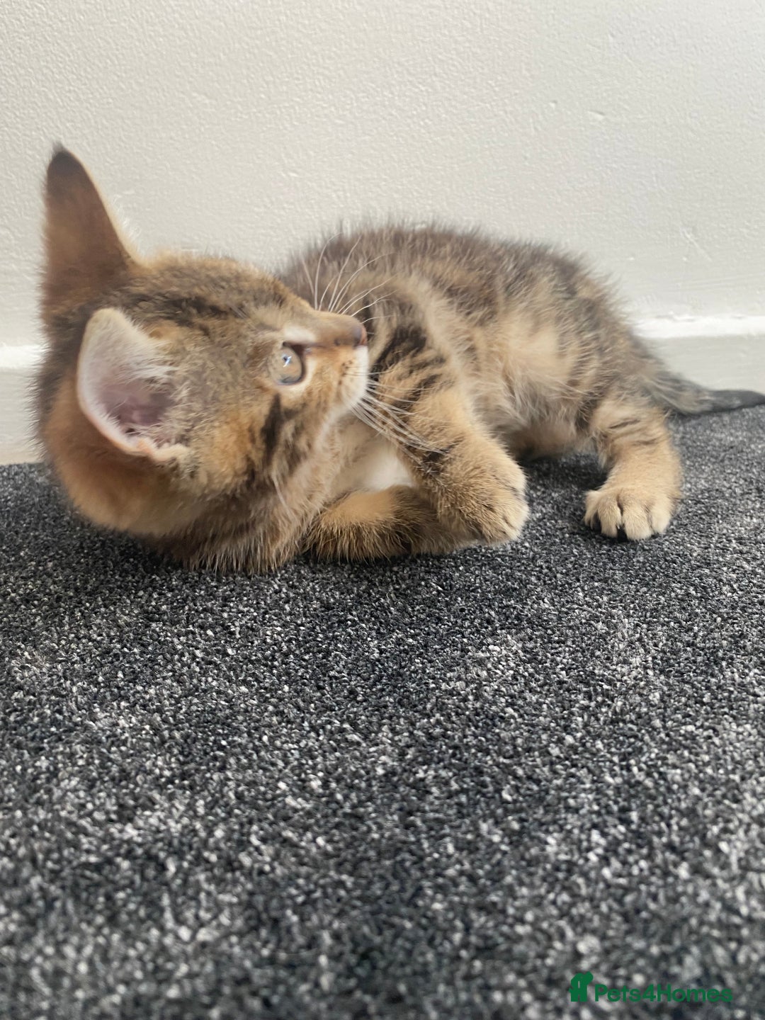 Mixed Breed cats for sale: Cute fluffy kitten ready for new home - Advert 3