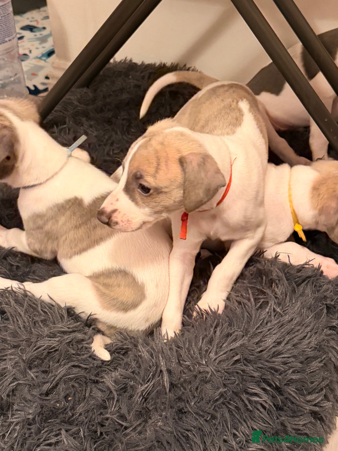 Whippet dogs for sale: KC Whippet puppies only 2 boys left  - Advert 23