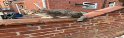 Mixed Breed cats for sale: Loving Mother&Son Cats – Bonded Pair Seeking Home - Advert 4