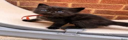 Ragcoon cats for sale: Beautiful Ragcoon kittens 🐾  - Advert 12