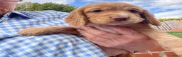 Cocker Spaniel dogs for sale: Terrific Cocker spaniels  in Newark - Advert 20