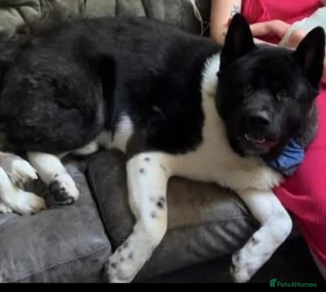 Akita dogs for sale: Male American akita in Woodbridge - Advert 2