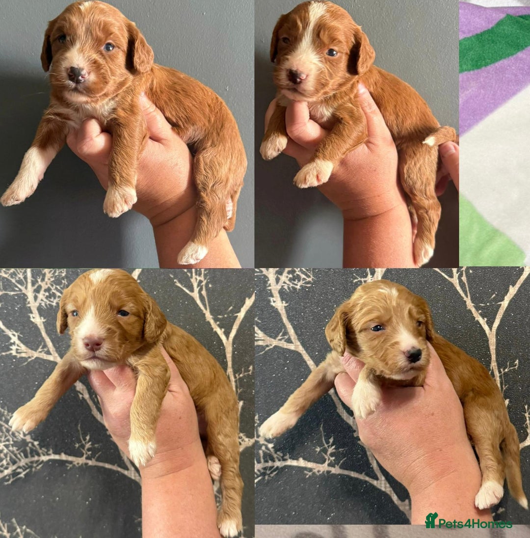 Cockapoo dogs for sale: F1 mini Cockapoos 30 dna health tested clear  - Image 1