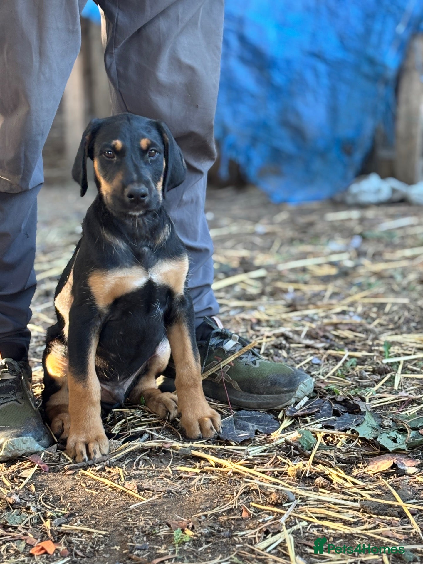 Mixed Breed dogs * Ready to leave* Doberman x lurcher puppies - Advert 2