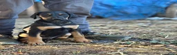 Mixed Breed dogs for sale: * Ready to leave* Doberman x lurcher puppies - Advert 1