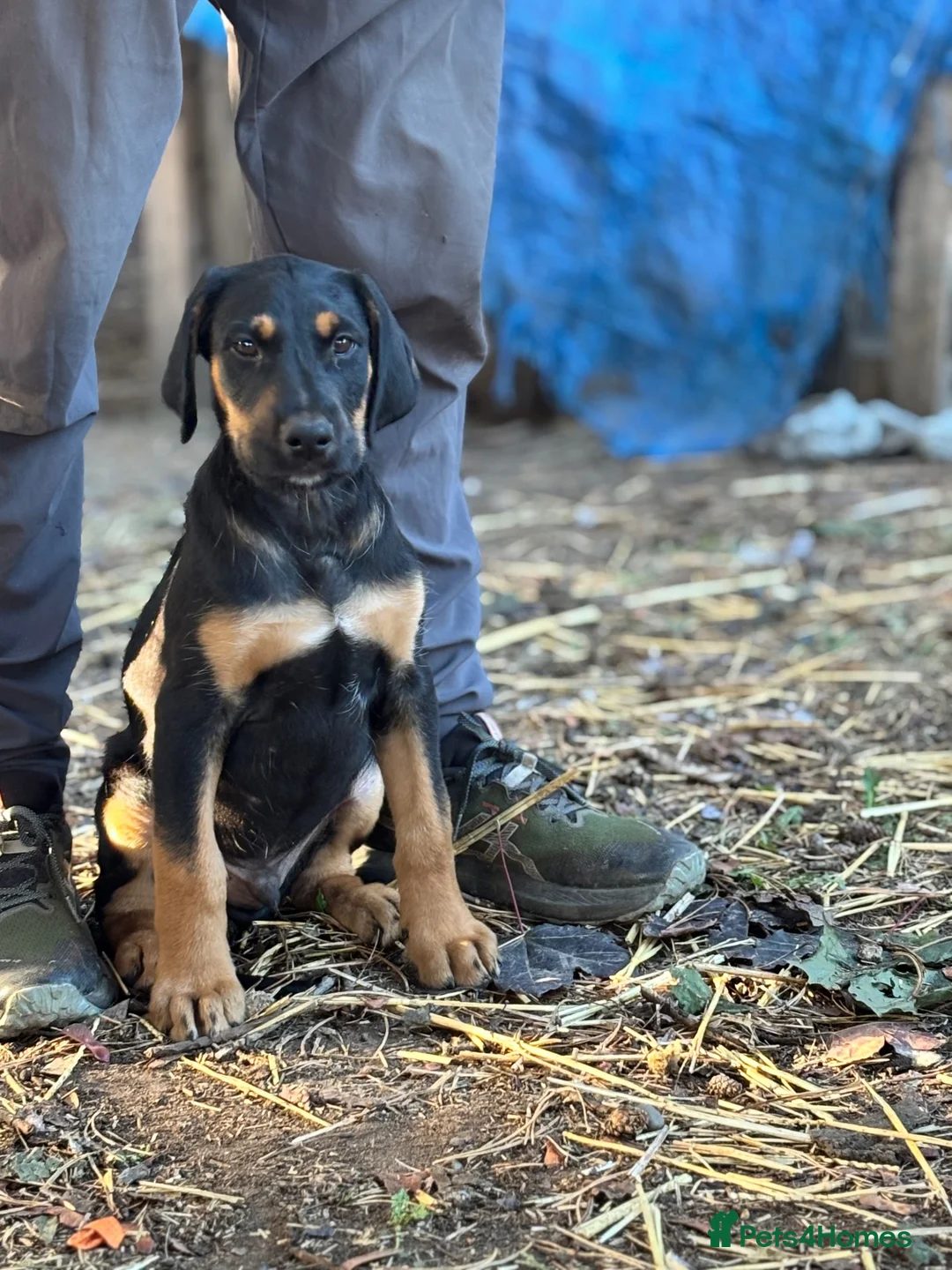 Mixed Breed dogs for sale: * Ready to leave* Doberman x lurcher puppies - Advert 1