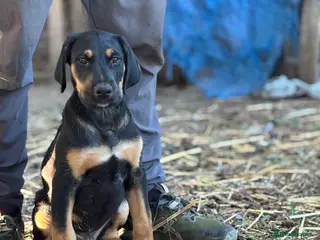 Mixed Breed dogs * Ready to leave* Doberman x lurcher puppies - Advert 1