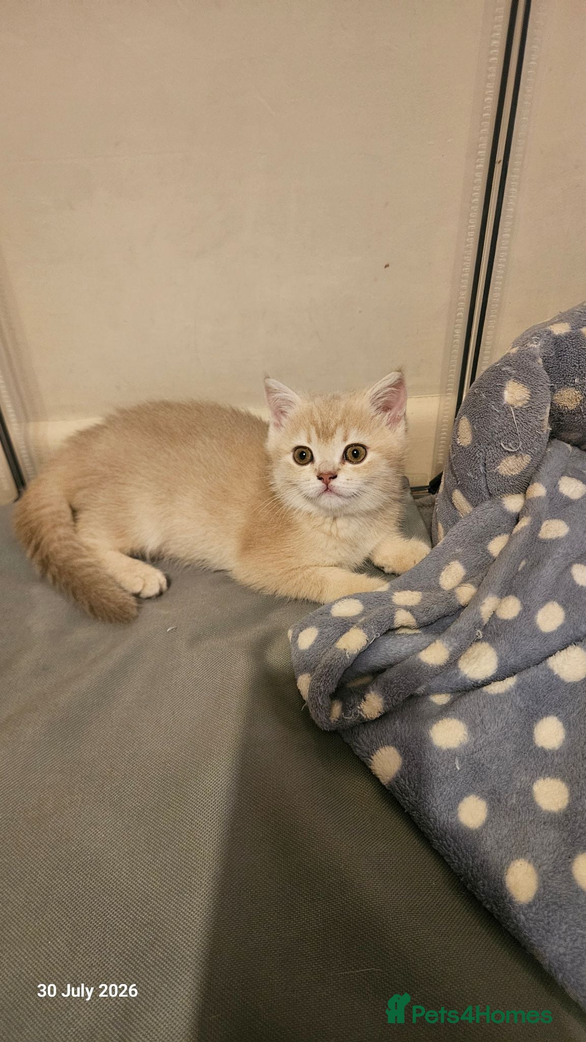 Scottish Fold cats 🐾 Stunning Golden ScottishFold&Straight Kittens🐾 - Advert 2