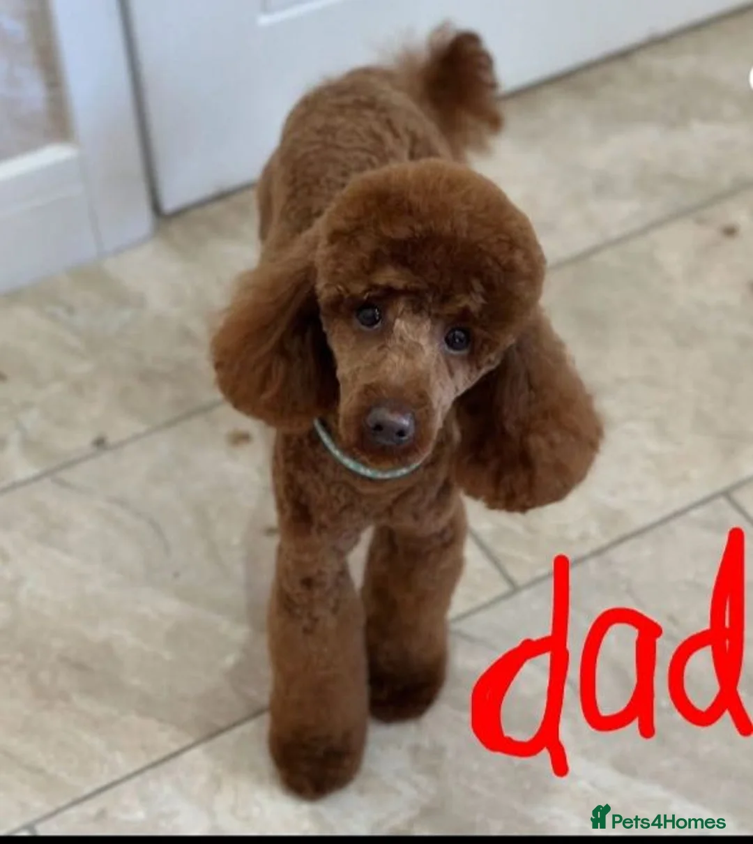 Cockapoo dogs for sale: Cockapoo boy - Advert 2