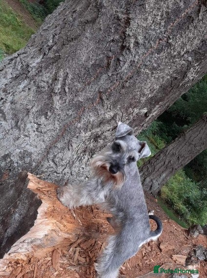 Miniature Schnauzer dogs Champion sired beautiful boy for stud in Stanley - Advert 5