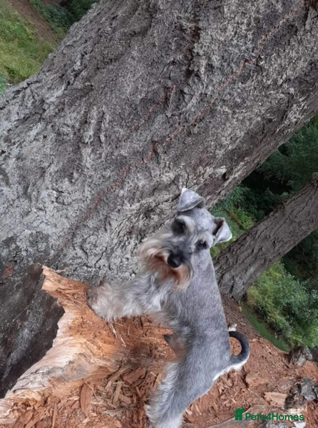 Miniature Schnauzer dogs for stud: Champion sired beautiful boy for stud in Stanley - Advert 1