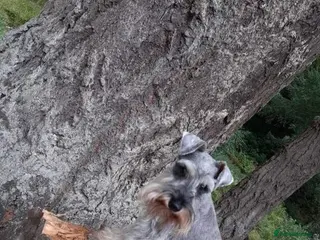 Miniature Schnauzer dogs Champion sired beautiful boy for stud in Stanley - Advert 4