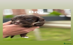 Cocker Spaniel dogs for sale: Cocker spaniel pups - Image 5