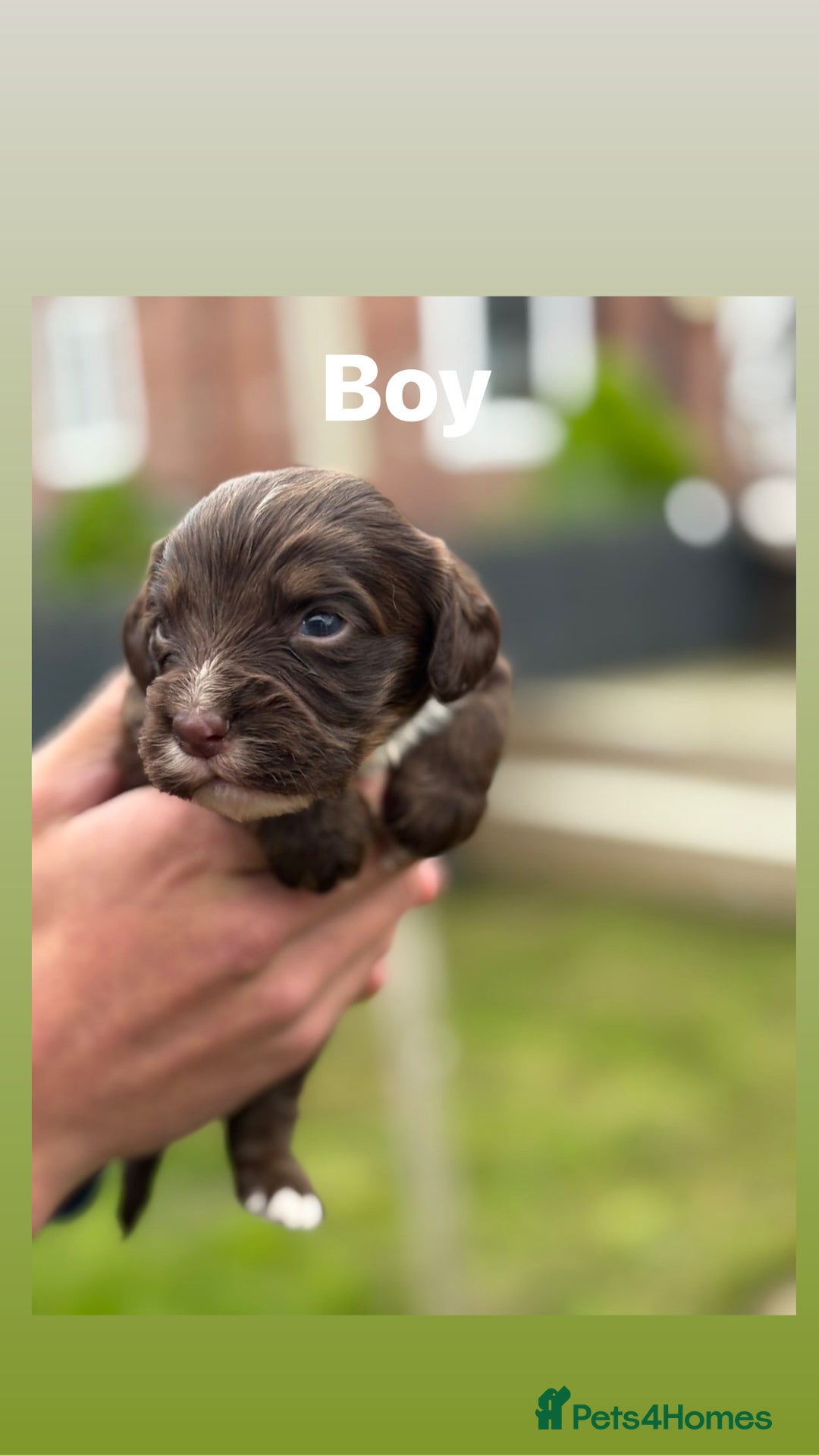 Cocker Spaniel dogs for sale: Cocker spaniel pups - Image 5