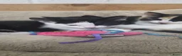 Domestic Shorthair cats for sale: 2 Stunning black and white tuxedo kittens - Advert 3