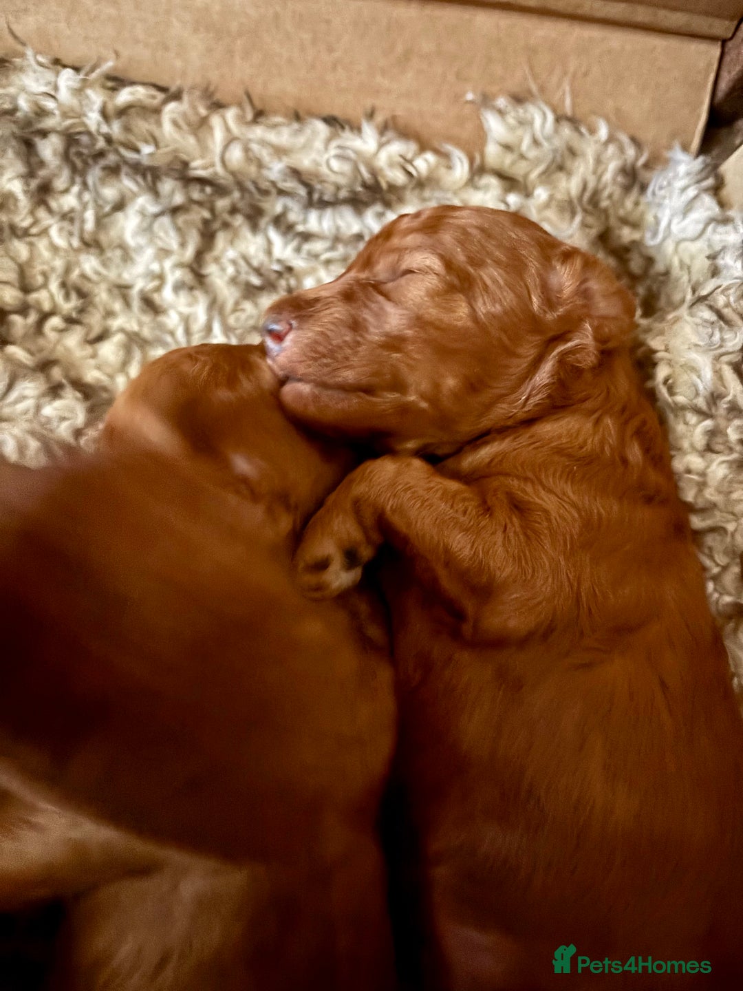 Toy Poodle dogs for sale: Toy Poodle boys  - Advert 5