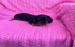Dachshund dogs for sale: Dachshund puppies - Image 13