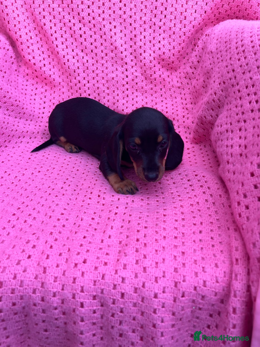 Dachshund dogs for sale: Dachshund puppies - Image 13