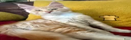 Maine Coon cats for sale: Beautiful Maine Coon Queen Active Reg  - Advert 13