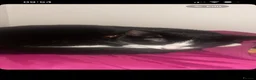 Domestic Shorthair cats for sale: 2 Female Cats Looking for Their Forever Home in Stockport - Advert 3
