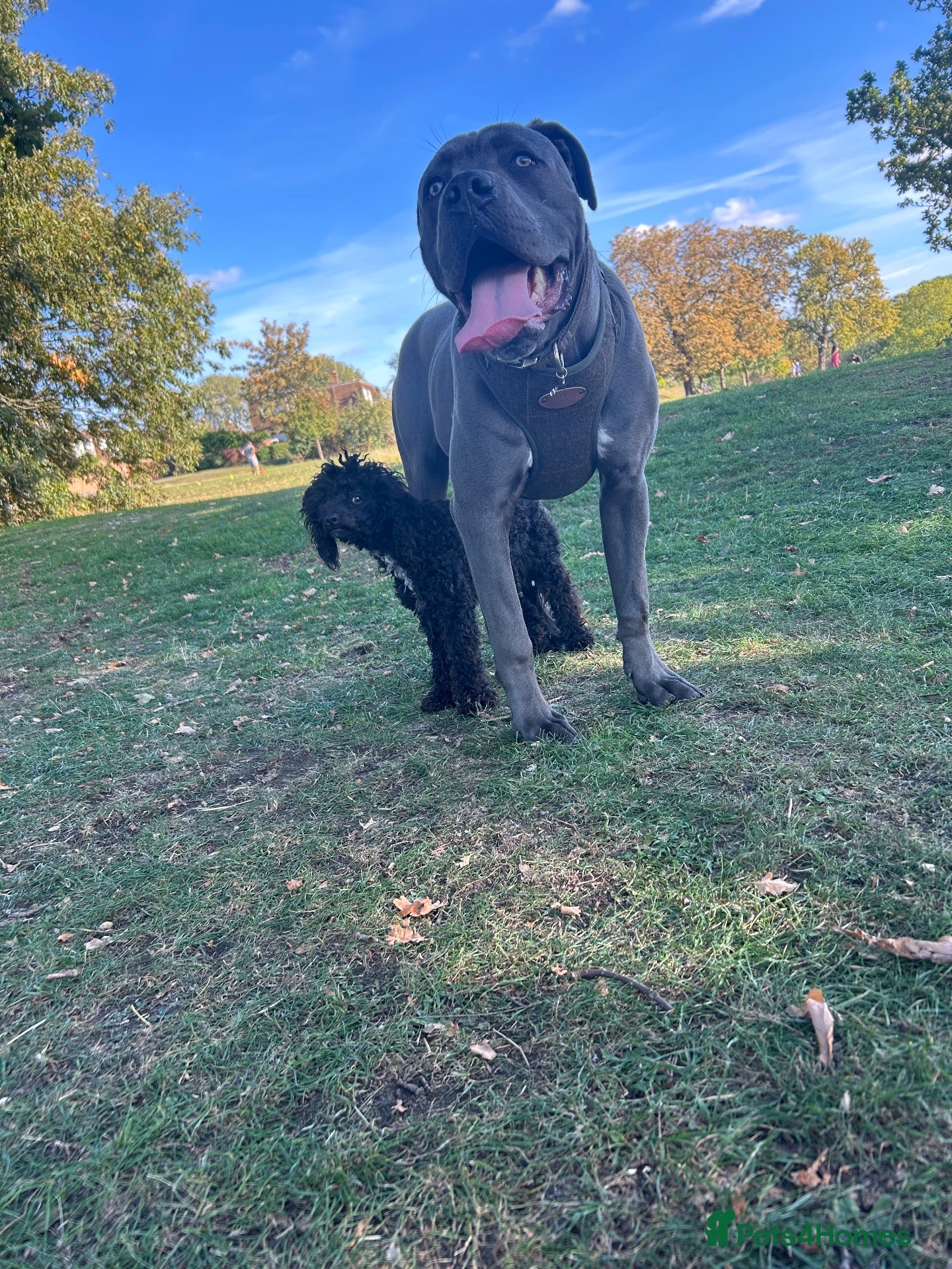 Cane Corso dogs 💙BLUE BOY💙 - Advert 6