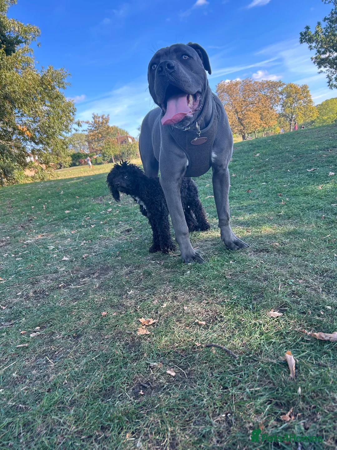 Cane Corso dogs for stud: 💙BLUE BOY💙 in Cheltenham - Advert 1