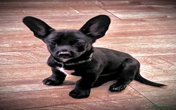 Mixed Breed dogs for sale: ONE PUPPY Left Pomsky x miniature dachshund pups  - Image 7