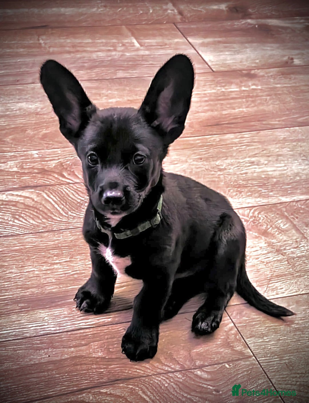 Mixed Breed dogs for sale: ONE PUPPY Left Pomsky x miniature dachshund pups  - Image 7