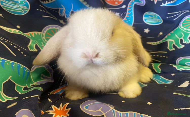 Mini Lop rabbits Mini lop  - Advert 3