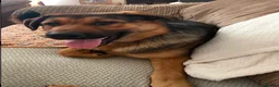 Mixed Breed dogs for adoption: Beau is a big beautiful goofy boy  in Mexborough - Advert 3