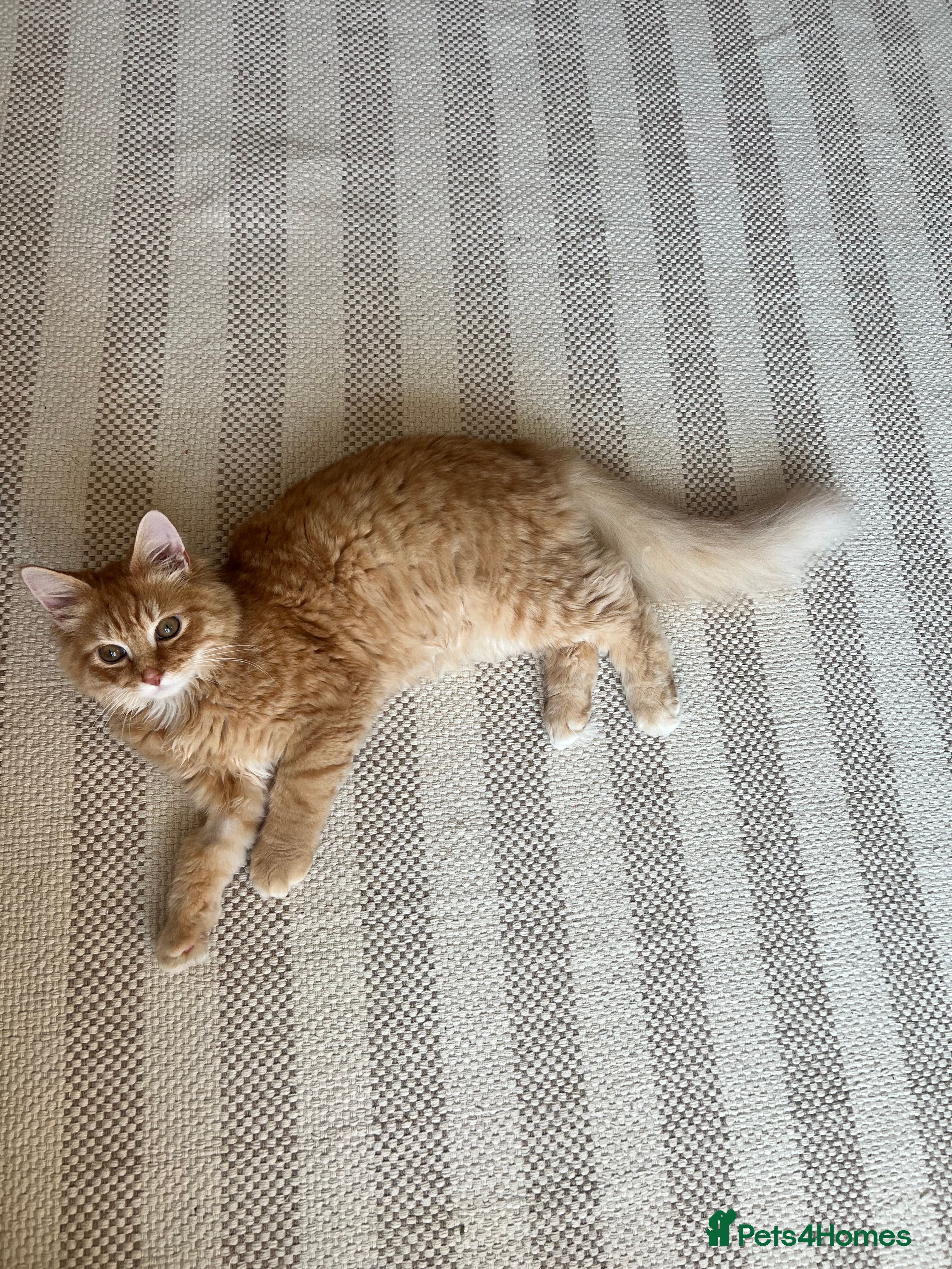 British Longhair cats Fluffy and Adorable Ginger Boy For Sale  - Advert 10