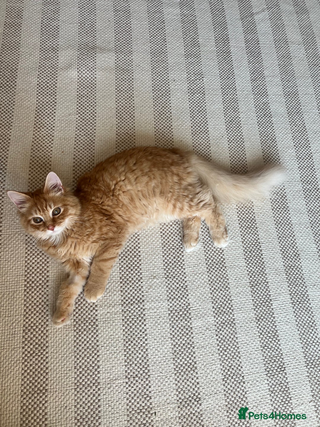 British Longhair cats for sale: Fluffy and Adorable Ginger Boy For Sale  - Advert 1