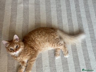 British Longhair cats Fluffy and Adorable Ginger Boy For Sale - Advert 6
