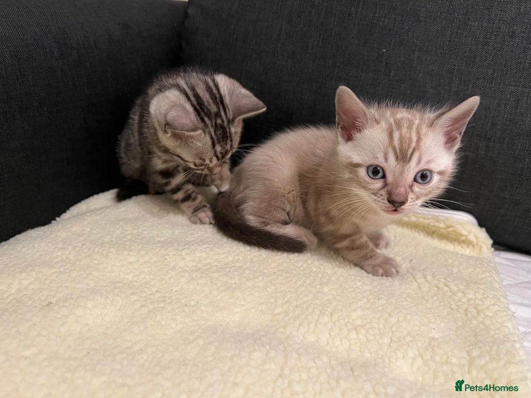 Bengal cats for sale: 🐾 TICA Registered Bengal Kittens  - Advert 10