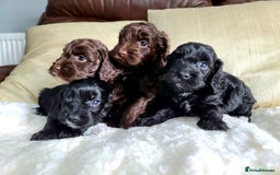 Cockapoo dogs for sale: F1 Cockapoo Puppies. Thick Coats. DNA tested - Image 10