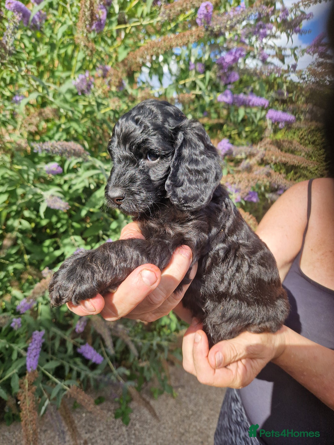 Cockapoo dogs for sale: EXCEPTIONAL HEALTH TESTED SHOW TYPE COCKAPOOS F1B - Image 33