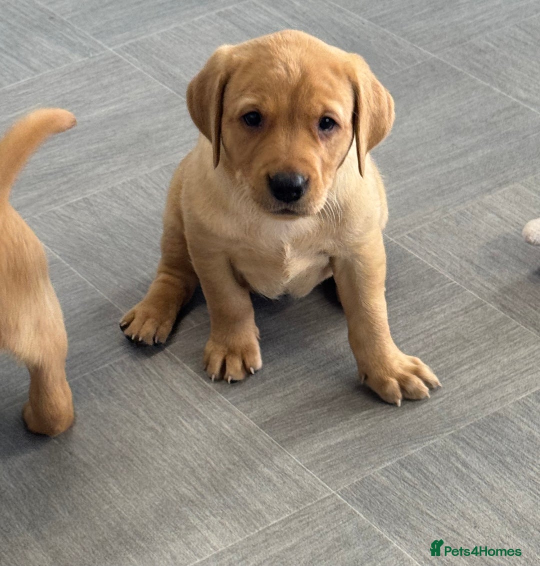 Labrador Retriever dogs for sale: Amazing KC Labradors fully health tested parents  - Advert 12