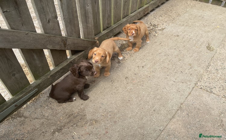 Cocker Spaniel dogs - Advert 4