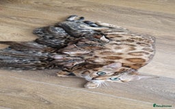 Bengal cats for sale: Last one😍Pure Bengal kittens❤️Ready to go😍 - Image 12