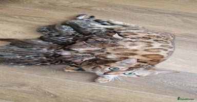 Bengal cats - Advert 5