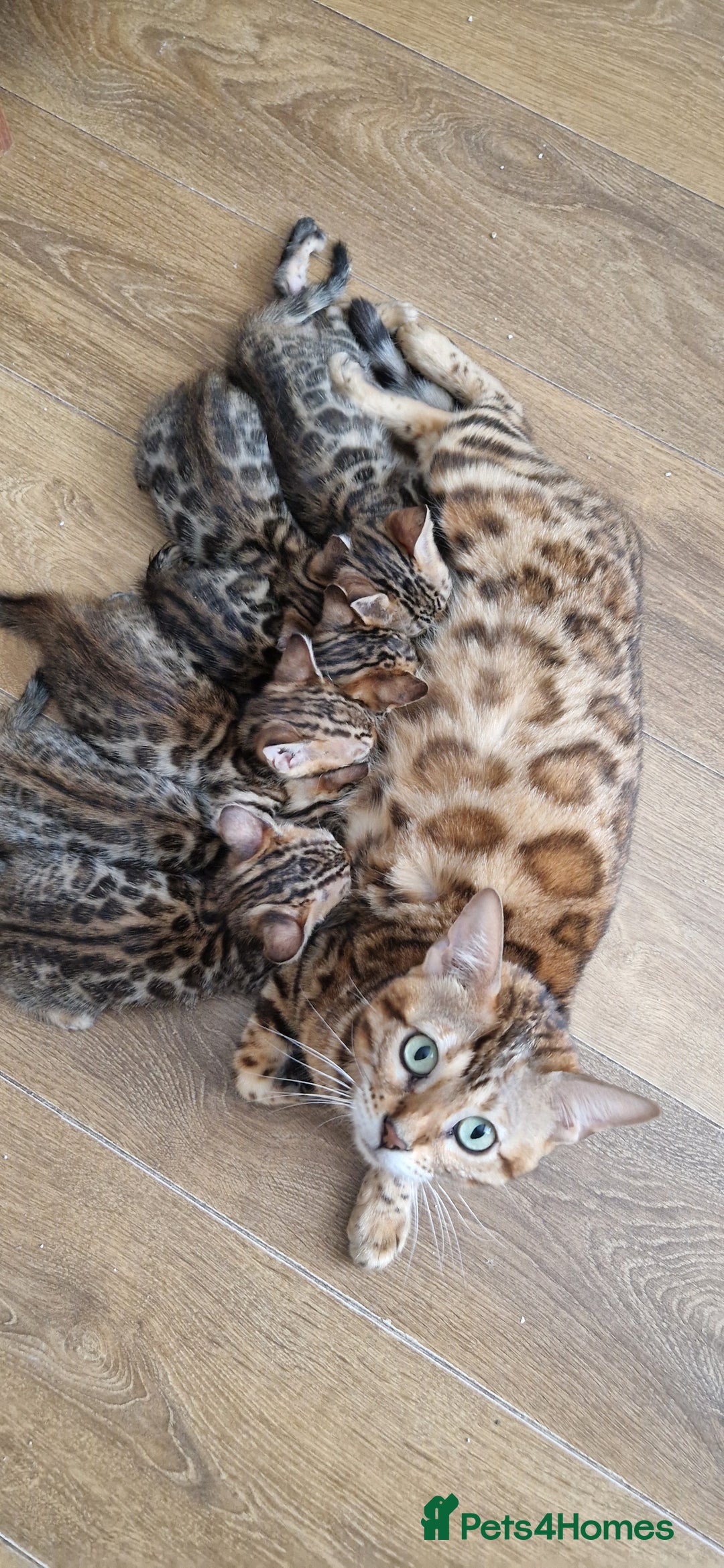 Bengal cats for sale: Last one😍Pure Bengal kittens❤️Ready to go😍 - Image 12